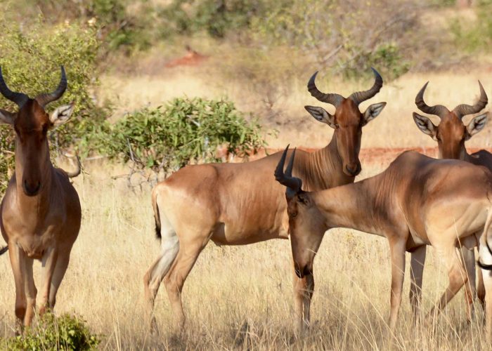 tsavo-east-national-park