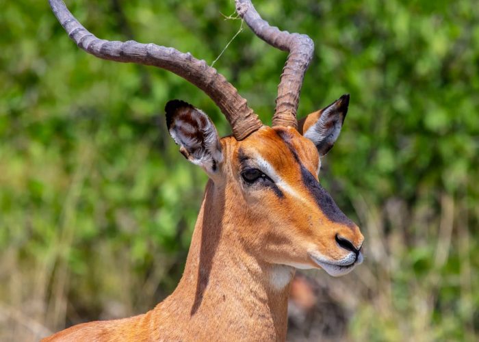 biharamulo-game-reserve