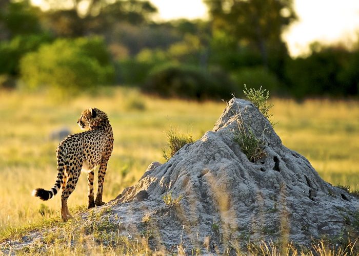 boni-national-reserve