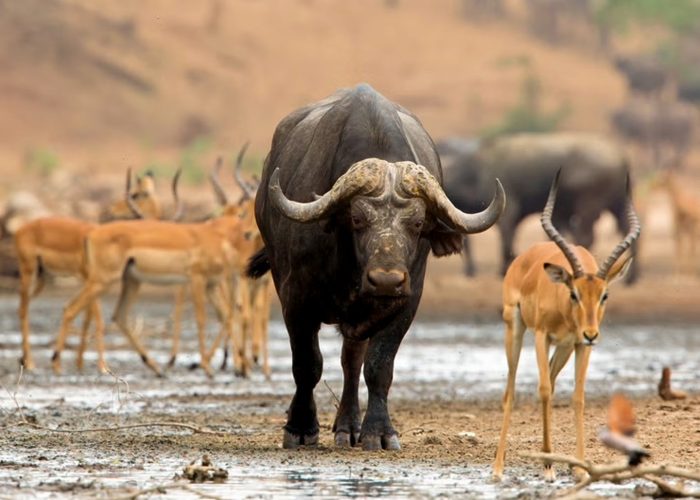buffalo-springs-national-reserve