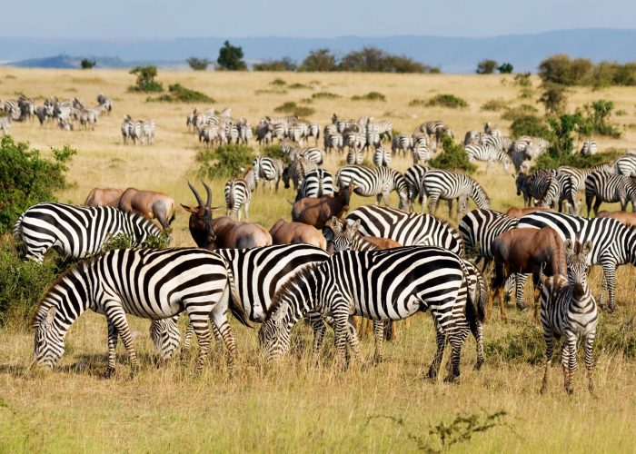 dodori-national-reserve