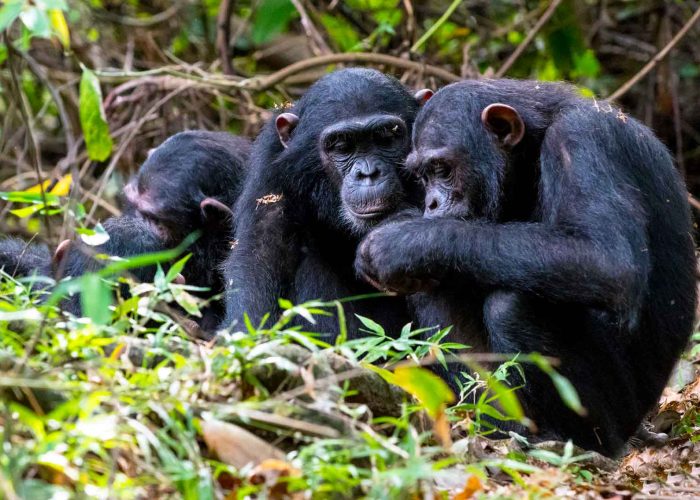 gombe-stream-national-park