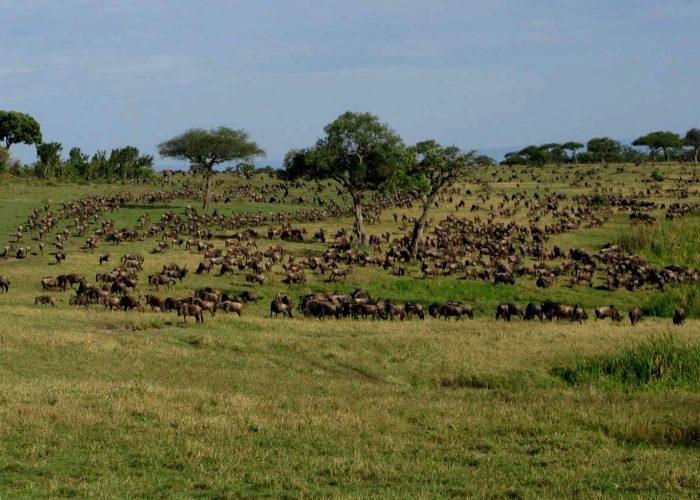 ikorongo-game-reserve