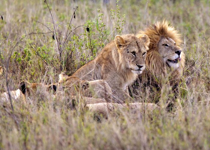 kigosi-national-park