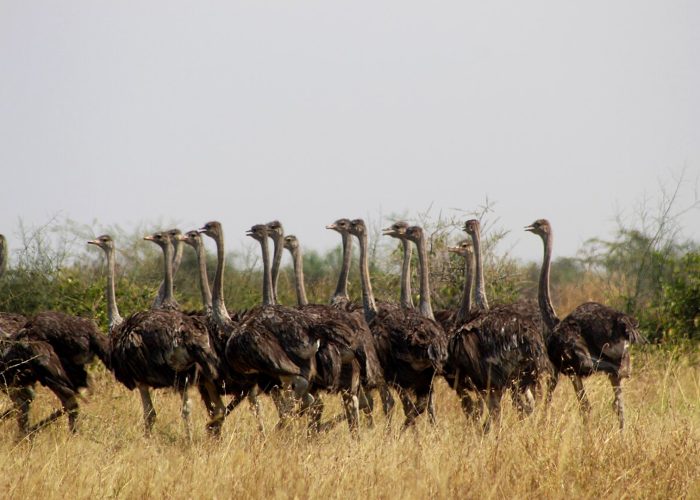 kijereshi-game-reserve