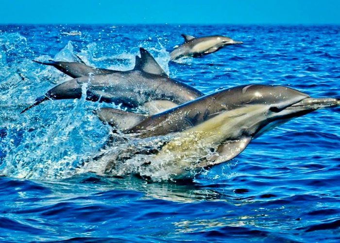 kisite-mpunguti-marine-national-park