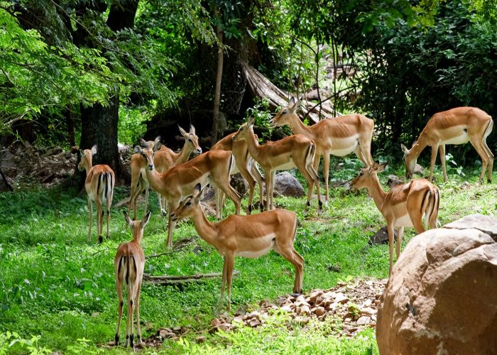 kisumu-impala-sanctuary