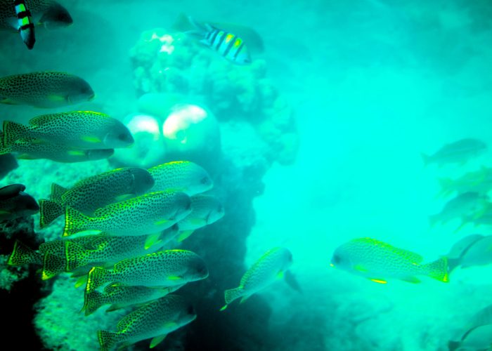 kiunga-marine-national-reserve