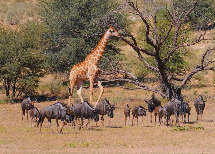 luhira-game-reserve