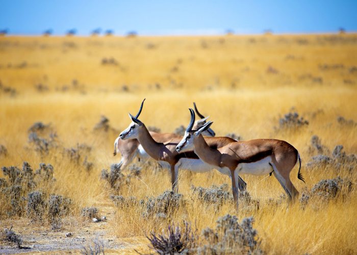 maswa-game-reserve