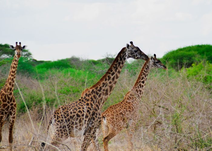 mkungunero-game-reserve