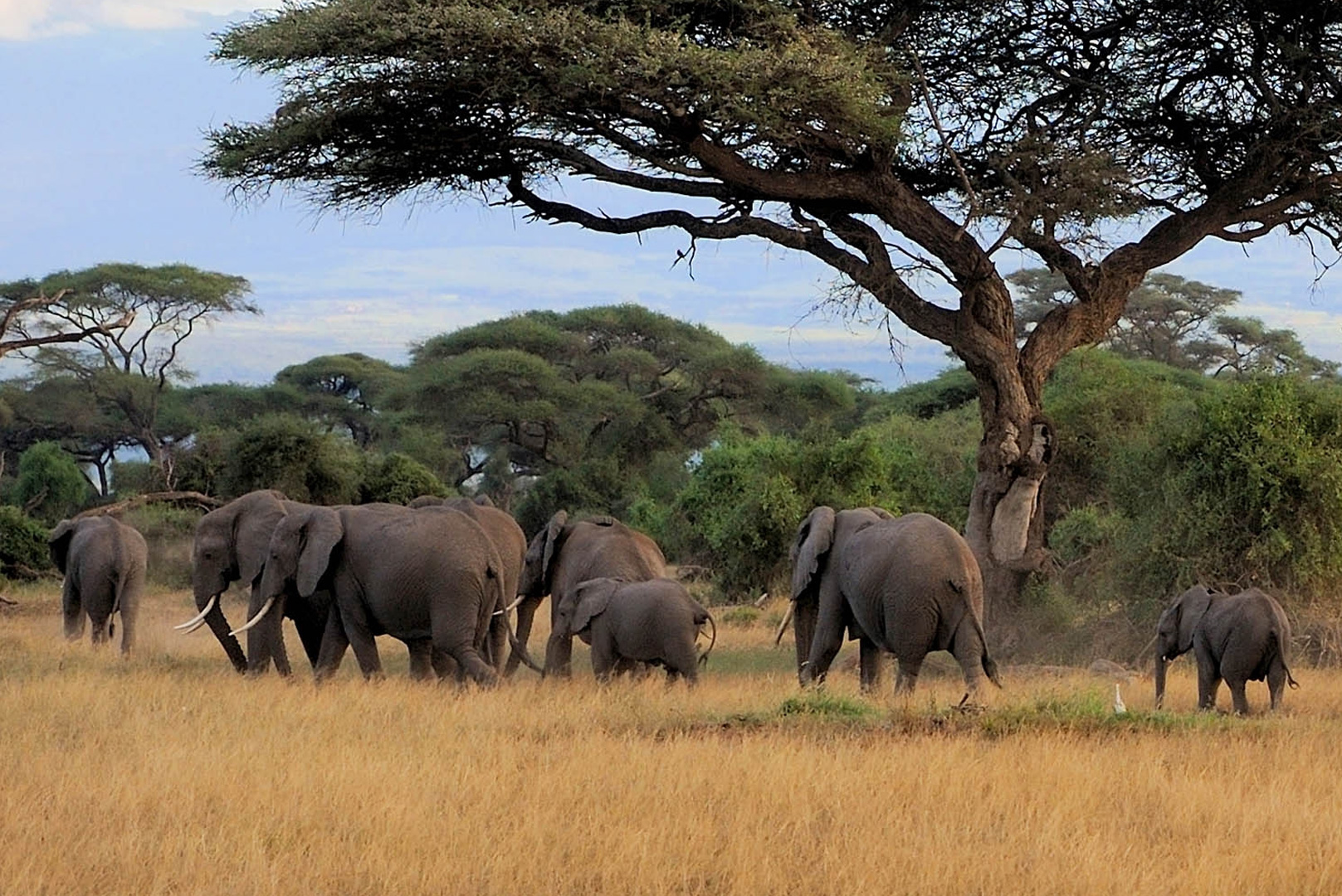 mwaluganje-elephant-sanctuary