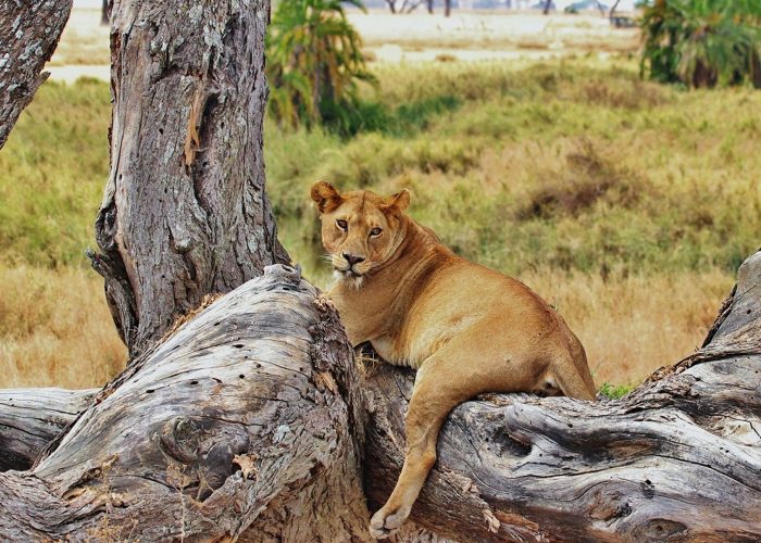 nyerere-national-park