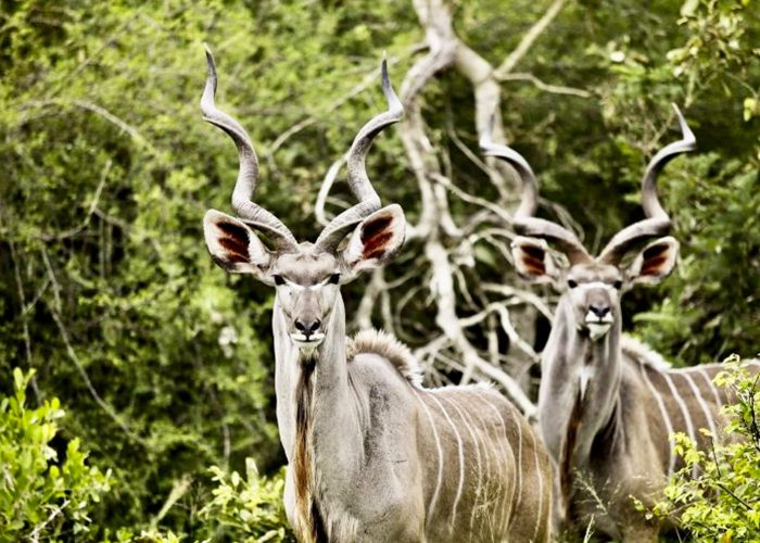 rumanyika-game-reserve