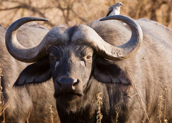 rungwa-game-reserve