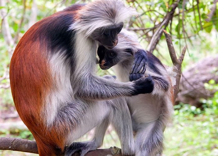 tana-river-primate-reserve