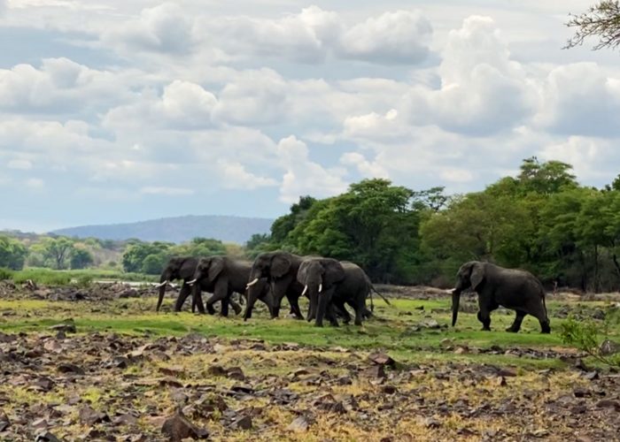 usangu-game-reserve