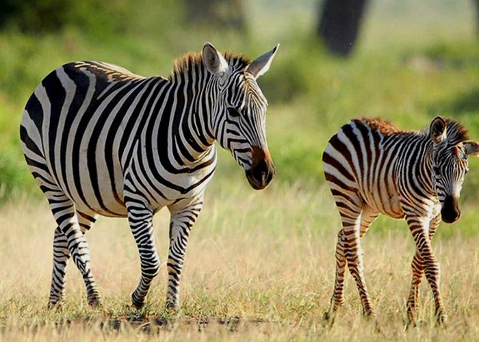 uwanda-game-reserve