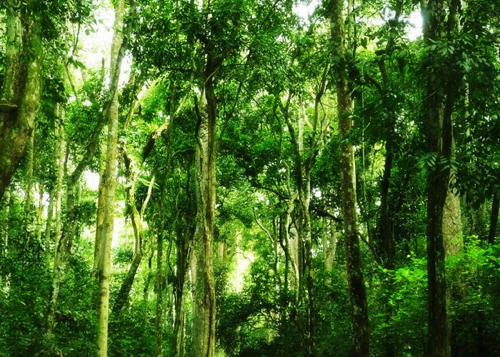 witu-forest-reserve