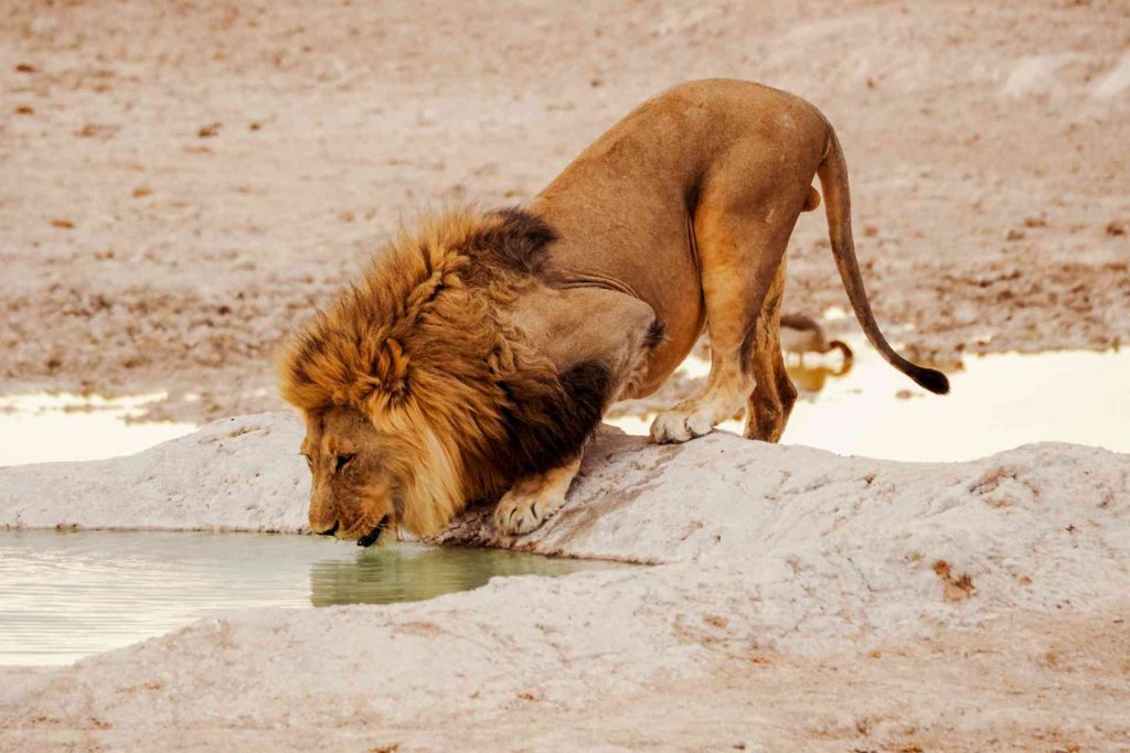 14 Day Namibia, Botswana & Victoria Falls Adventure - Paradise Adventure Vacations