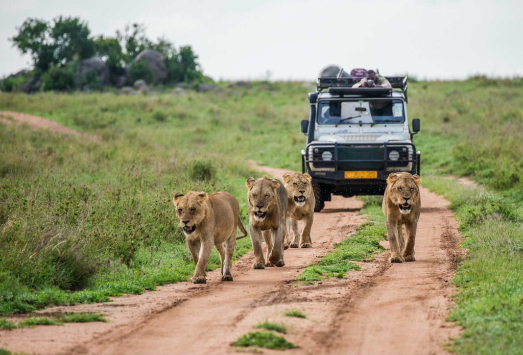 18 Day Southern Africa Safari Experience - Paradise Adventure Vacations