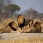 Paradise Adventure Vacations - 12 Day Namibia Safari, Botswana & Victoria Falls