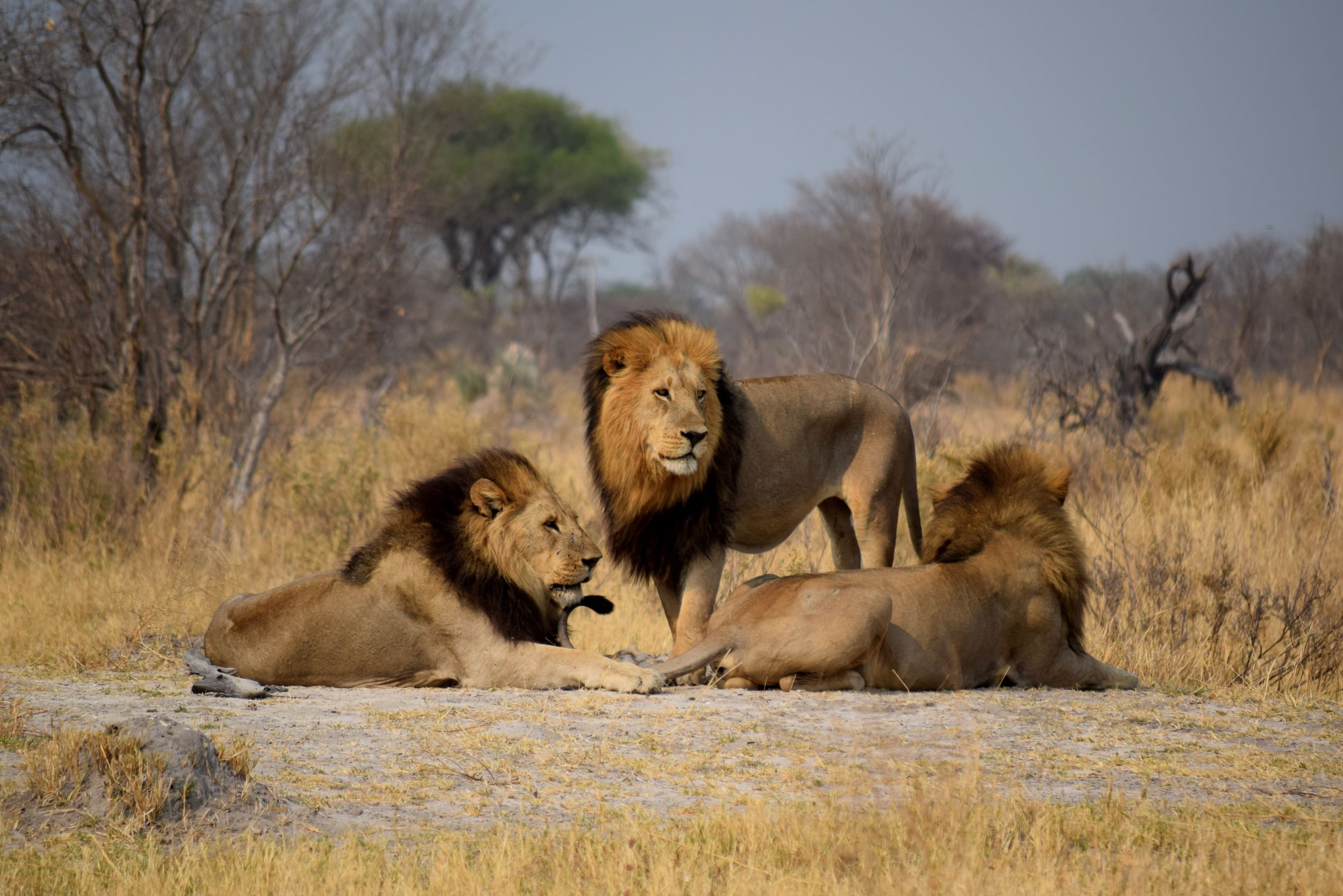 Paradise Adventure Vacations - 12 Day Namibia Safari, Botswana & Victoria Falls