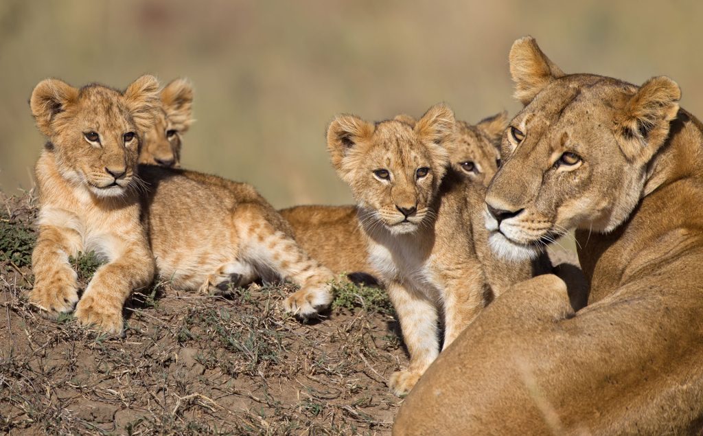Paradise Adventure Vacations - 5 Day Affordable Chobe and Okavango Delta Trip