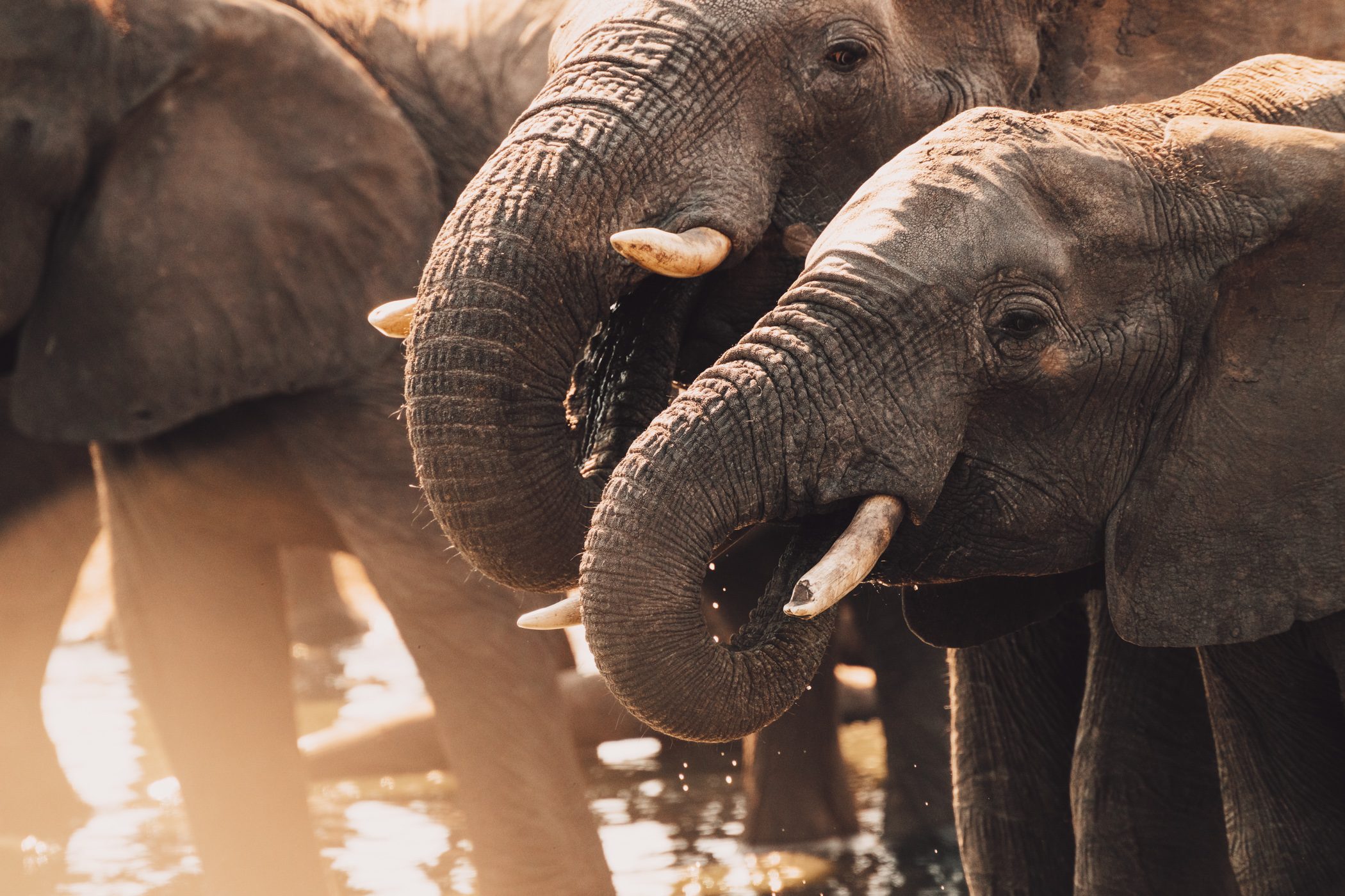 Paradise Adventure Vacations Lions in Hwange National Park, Botswana Safaris