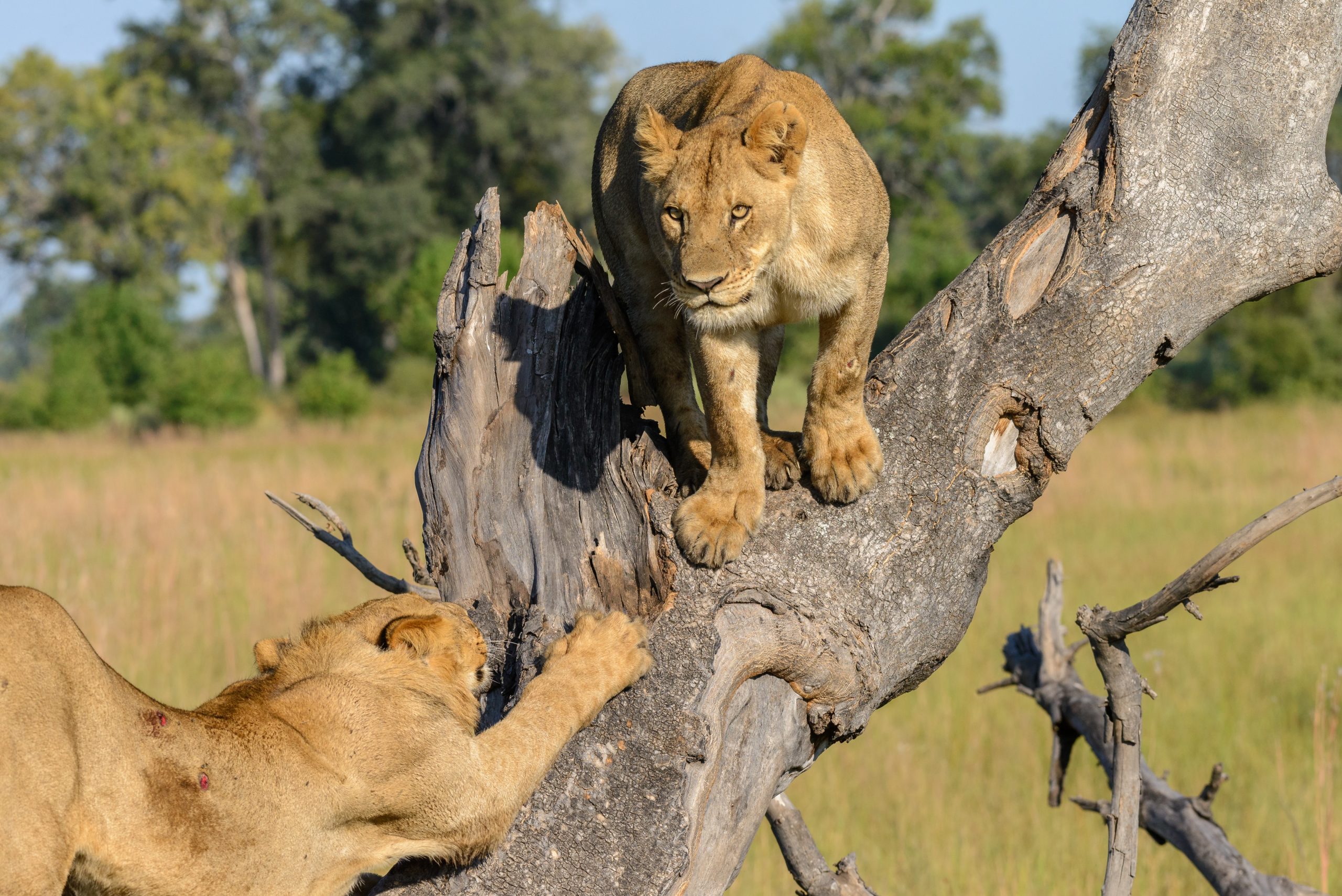 Paradise Adventure Vacations Lions in Hwange National Park