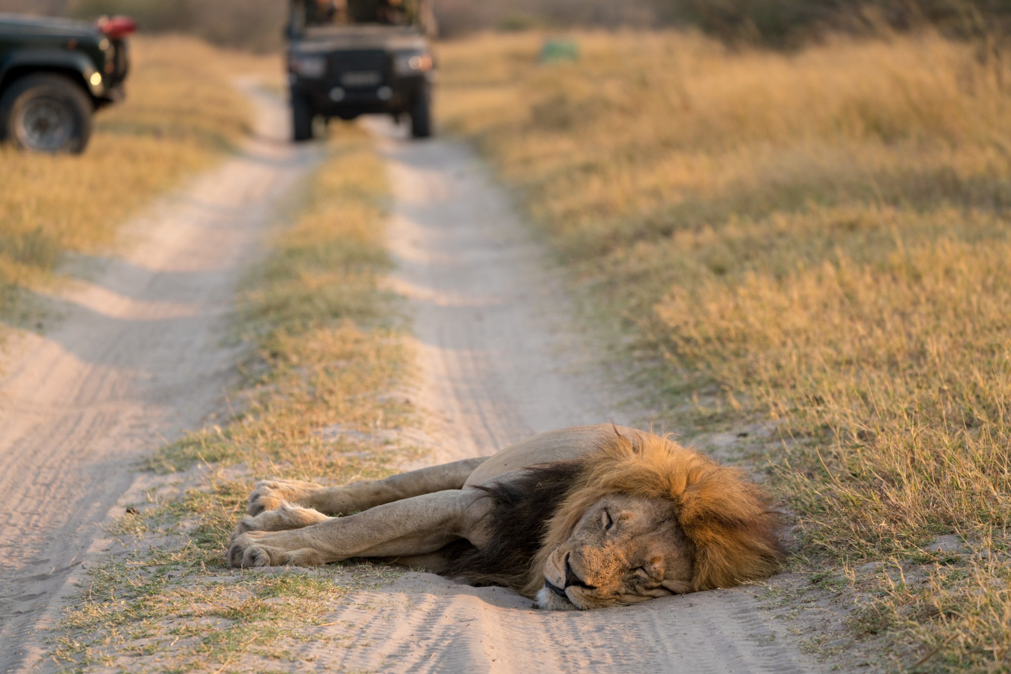 Paradise Adventure Vacations, Okavango Delta - Game Drive