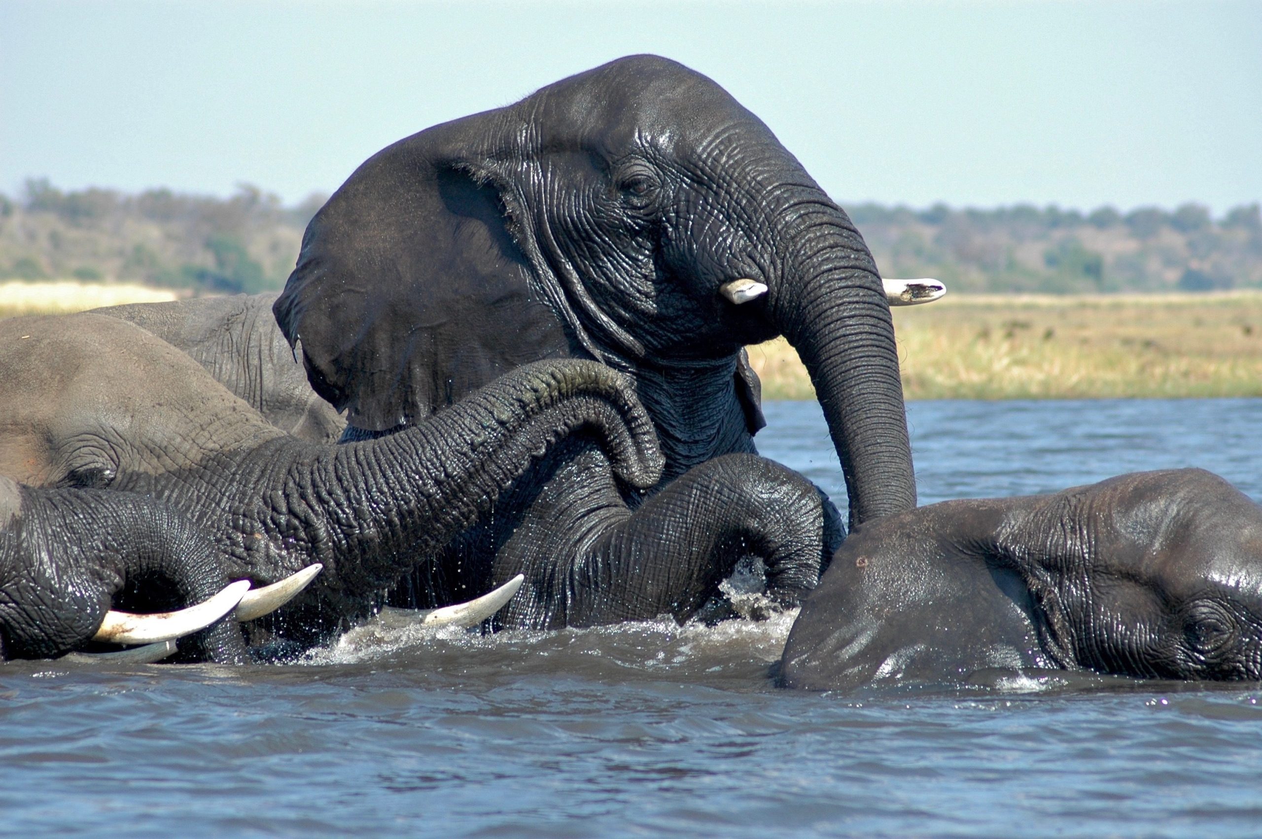 Paradise Adventure Vacations, Okavango Delta, MokoroCanoe Tour