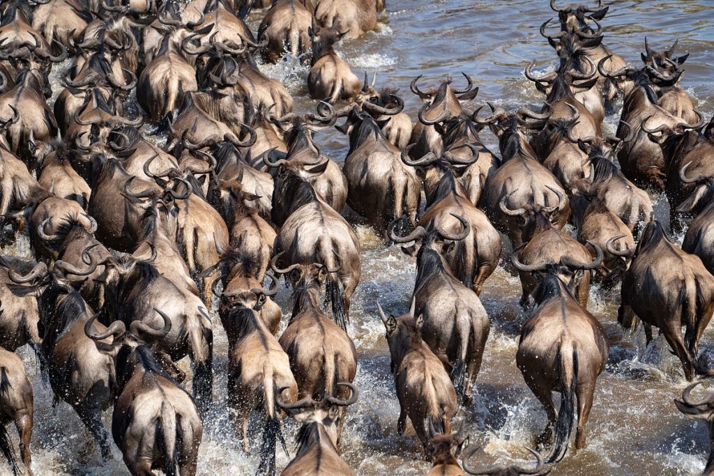 14 Day Masai Mara, Serengeti, Gorilla & Chimps Trekking Vacation - Paradise Adventure Vacations