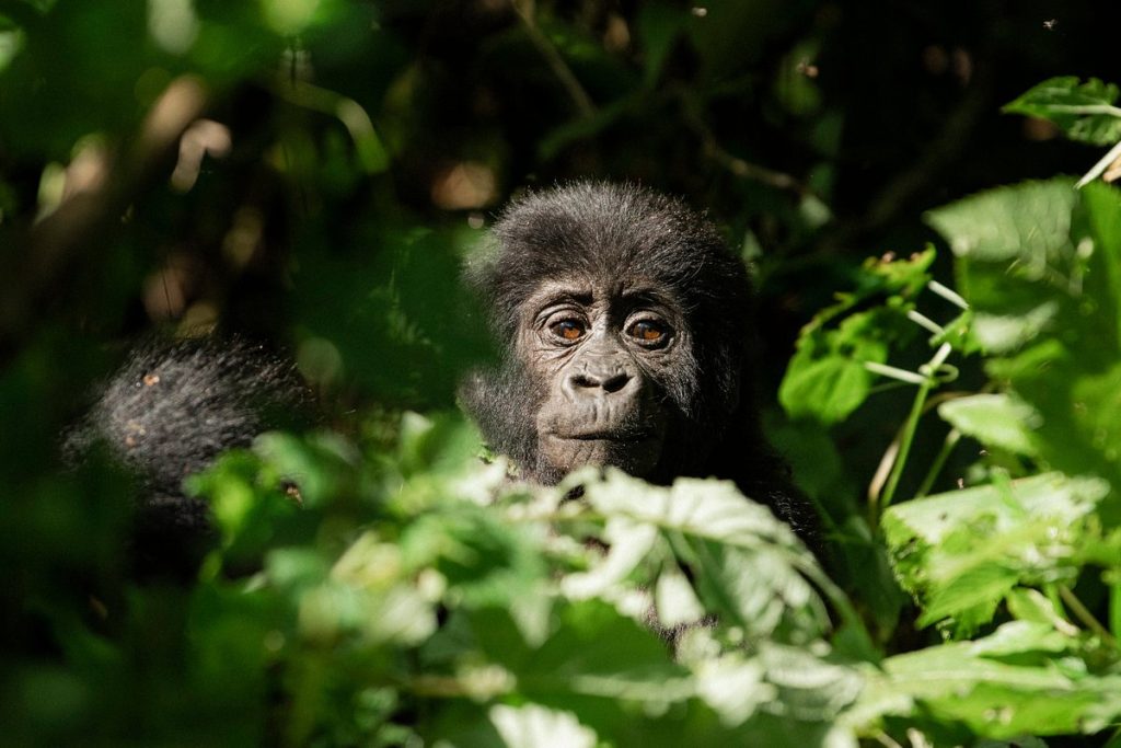 15 Day Uganda Gorilla and Kenya Wildlife Safari Holiday - Paradise Adventure Vacations