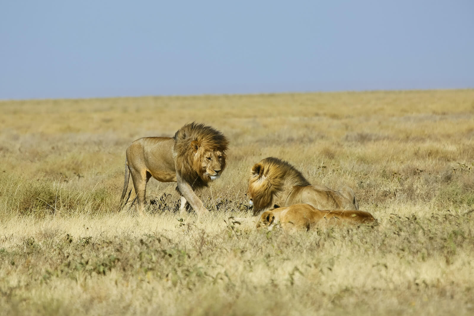 3 Days Kenya Safari Masai Mara From Nairobi