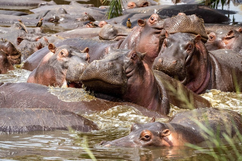 8 Days Kenya Safari to Amboseli – Naivasha – Lake Nakuru & Maasai Mara Holiday