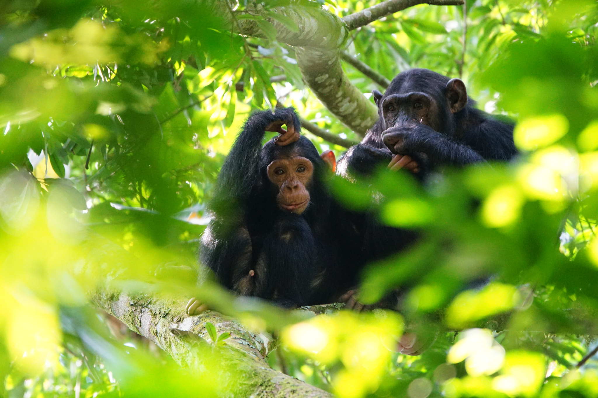 16 Days Uganda Safari Adventure Vacations + Gorilla, Chimps Trekking & Cultural Trip - Paradise Adventure Vacations