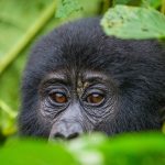 2 Day Bwindi Impenetrable Gorilla Trekking via Kigali Rwanda - Paradise Adventure Vacations