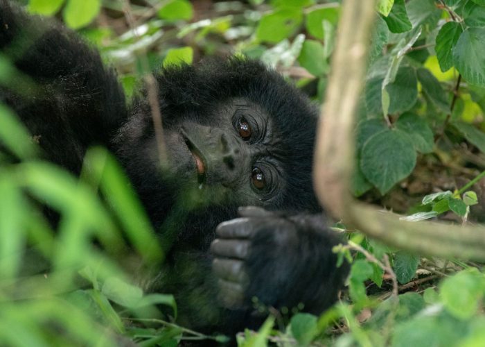 Gorilla Trekking Uganda & Rwanda - Paradise Adventure Vacations
